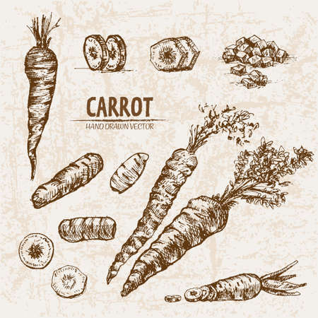 Digital vector detailed line art carrot vegetable hand drawn retro illustration collection set. Thin artistic pencil outline. Vintage ink flat style, engraved simple doodle sketches. Isolatedのイラスト素材