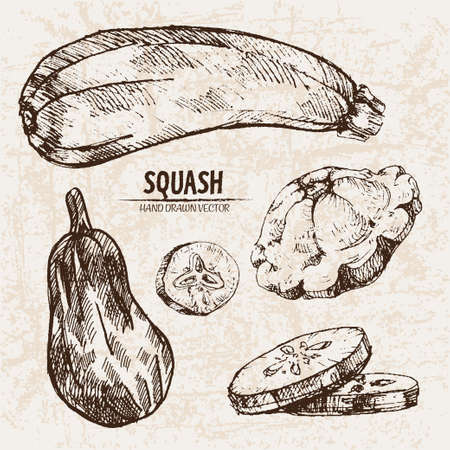 Digital vector detailed line art squash vegetable hand drawn retro illustration collection set. Thin artistic pencil outline. Vintage ink flat style, engraved simple doodle sketches. Isolatedのイラスト素材