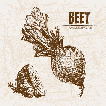 Digital vector detailed line art beet vegetable hand drawn retro illustration collection set. Thin artistic pencil outline. Vintage ink flat style, engraved simple doodle sketches. Isolated objectsのイラスト素材