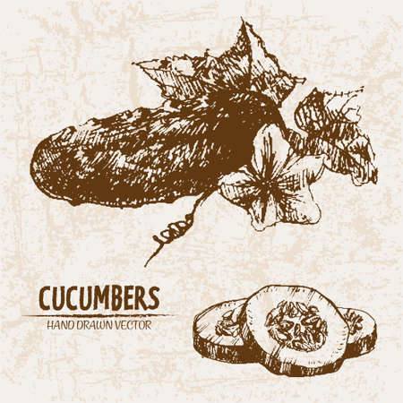 Digital vector detailed line art cucumber vegetable hand drawn retro illustration collection set. Thin artistic pencil outline. Vintage ink flat style, engraved simple doodle sketches. Isolatedのイラスト素材