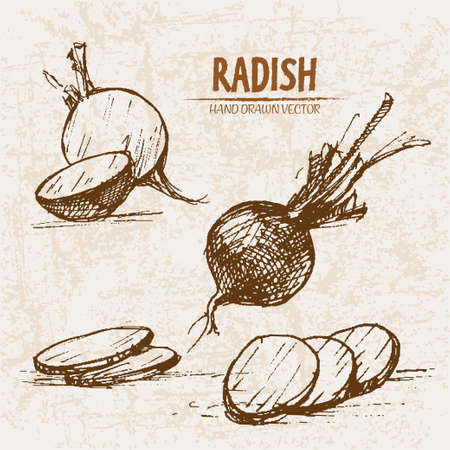 Digital vector detailed line art radish vegetable hand drawn retro illustration collection set. Thin artistic pencil outline. Vintage ink flat style, engraved simple doodle sketches. Isolatedのイラスト素材