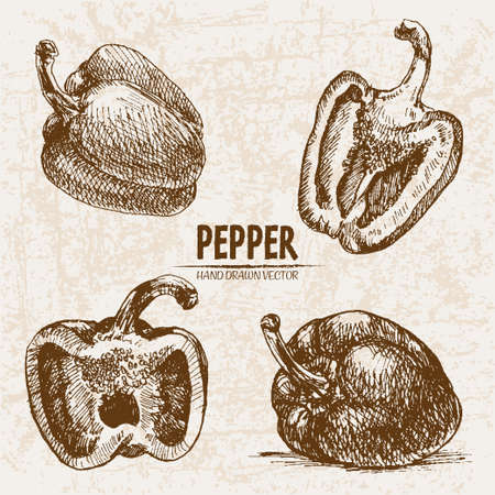 Digital vector detailed line art pepper vegetable hand drawn retro illustration collection set. Thin artistic pencil outline. Vintage ink flat style, engraved simple doodle sketches. Isolatedのイラスト素材