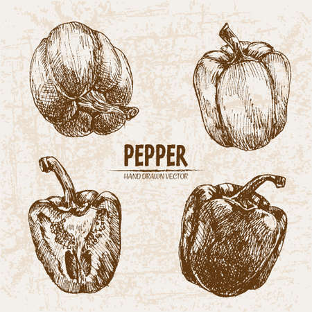 Digital vector detailed line art pepper vegetable hand drawn retro illustration collection set. Thin artistic pencil outline. Vintage ink flat style, engraved simple doodle sketches. Isolatedのイラスト素材