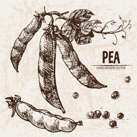 Digital vector detailed line art pea vegetable hand drawn retro illustration collection set. Thin artistic pencil outline. Vintage ink flat style, engraved simple doodle sketches. Isolatedのイラスト素材