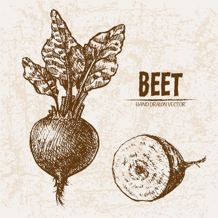 Digital vector detailed line art beet vegetable hand drawn retro illustration collection set. Thin artistic pencil outline. Vintage ink flat style, engraved simple doodle sketches. Isolated objectsのイラスト素材