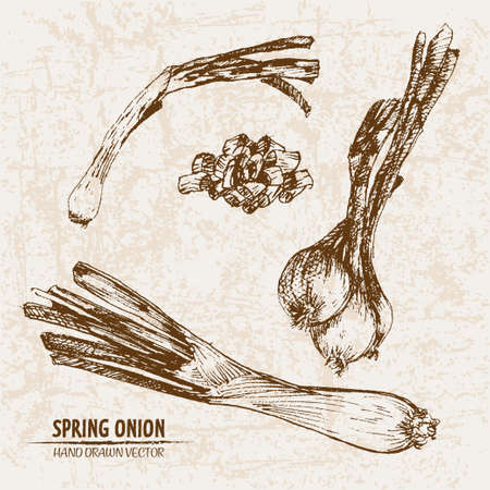 Digital vector detailed line art spring onion vegetable hand drawn retro illustration collection set. Thin artistic pencil outline. Vintage ink flat style, engraved simple doodle sketches. Isolatedのイラスト素材