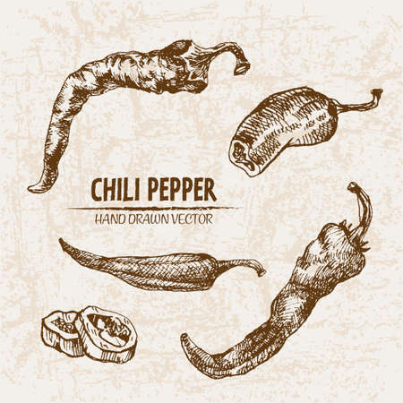 Digital vector detailed line art chili pepeper vegetable hand drawn retro illustration collection set. Thin artistic pencil outline. Vintage ink flat style, engraved simple doodle sketches. Isolatedのイラスト素材