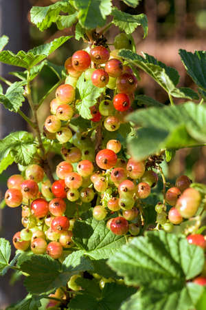 Bush of red currant berries growing in natural conditions, close upの写真素材