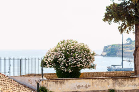 Beautiful white flowers at sea background. Greece, Corfu island