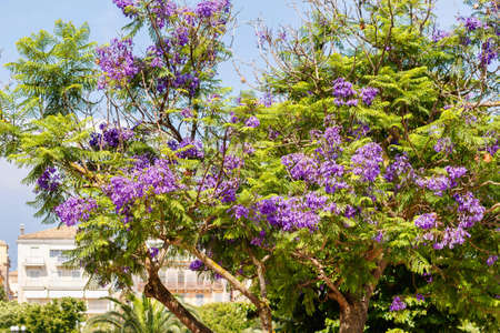 Beautiful purple flowers on a green Jacaranda tree. Peoples houses backgorund. Greece, Corfu islandの写真素材