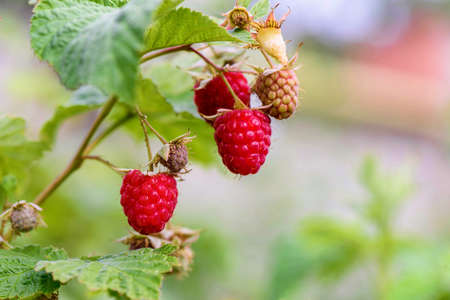 Fresh red raspberry on branch. Depth of field effect
