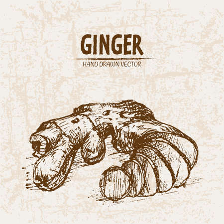 Digital vector detailed line art ginger root hand drawn retro illustration collection set. Thin...