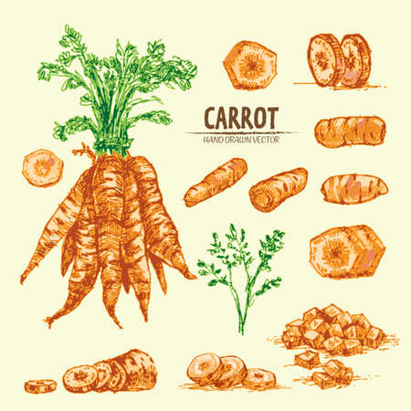 Digital vector detailed line art color carrot vegetable hand drawn retro illustration collection set. Thin artistic pencil outline. Vintage ink flat style, engraved simple doodle sketches. Isolatedのイラスト素材