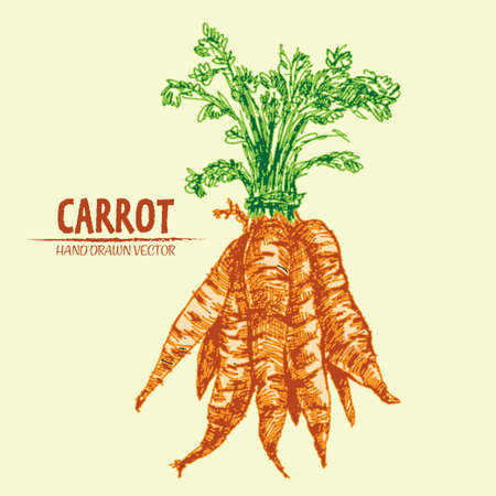 Digital vector detailed line art color carrot vegetable hand drawn retro illustration collection set.のイラスト素材