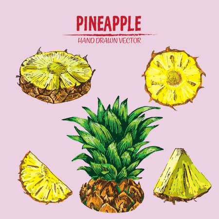 Digital vector detailed line art color pineapple fruit hand drawn retro illustration collection set....