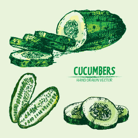 Digital vector detailed line art color cucumber vegetable hand drawn retro illustration collection set. Thin artistic pencil outline. Vintage ink flat style, engraved simple doodle sketches. Isolatedのイラスト素材