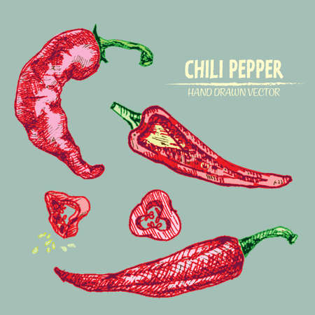 Digital vector detailed line art color chili pepeper vegetable hand drawn retro illustration collection set. Thin artistic pencil outline. Vintage ink flat style, engraved simple doodle sketchesのイラスト素材