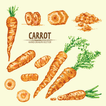 Digital vector detailed line art color carrot vegetable hand drawn retro illustration collection set. Thin artistic pencil outline. Vintage ink flat style, engraved simple doodle sketches. Isolatedのイラスト素材
