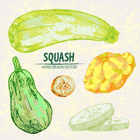 Digital vector detailed line art color squash vegetable hand drawn retro illustration collection set. Thin artistic pencil outline. Vintage ink flat style, engraved simple doodle sketches. Isolatedのイラスト素材