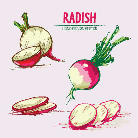 Digital vector detailed line art color radish vegetable hand drawn retro illustration collection set. Thin artistic pencil outline. Vintage ink flat style, engraved simple doodle sketches. Isolatedのイラスト素材