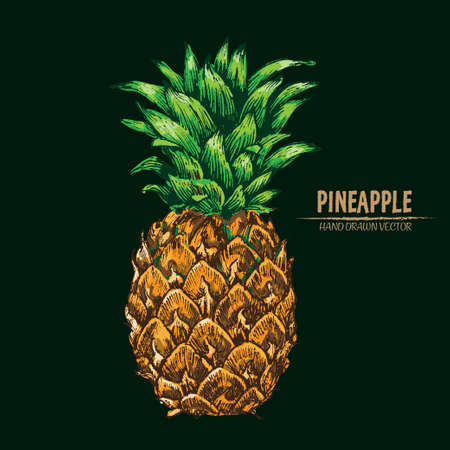 Digital vector detailed line art color pineapple fruit hand drawn retro illustration collection set. Thin artistic pencil outline. Vintage ink flat style, engraved simple doodle sketches. Isolatedのイラスト素材
