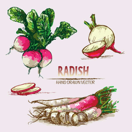 Digital vector detailed line art color radish vegetable hand drawn retro illustration collection set. Thin artistic pencil outline. Vintage ink flat style, engraved simple doodle sketches. Isolatedの写真素材