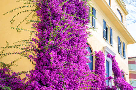 Beautiful bright purple flowers on a yellow building. Monterosso al Mare, Italy. Cinque Terre beauties.の写真素材