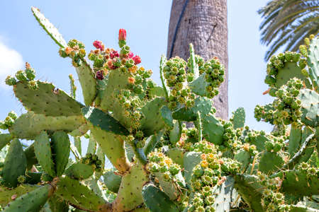 Daylight view to cactus flowers in closeup. Sky backgroundの写真素材