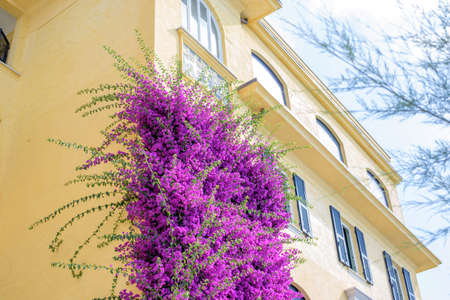 Beautiful bright purple flowers on a yellow building. Monterosso al Mare, Italy. Cinque Terre beauties.の写真素材