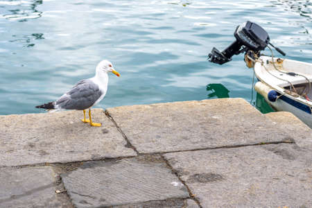 Seagull standing in port near boats and water. Daylight photo. Santa Margherita Ligure, Italy. Cinque Terreの写真素材