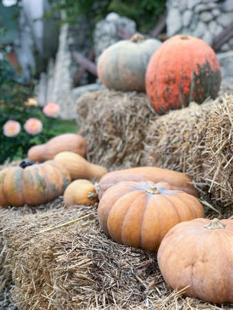 Daylight view to harvested pumpkins on dried hay bales, winery in Moldovaの写真素材