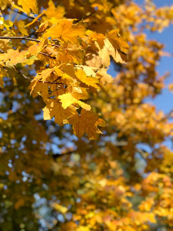 Daylight view to yellow autumn leaves on sky background. Chisinau, Moldovaの写真素材