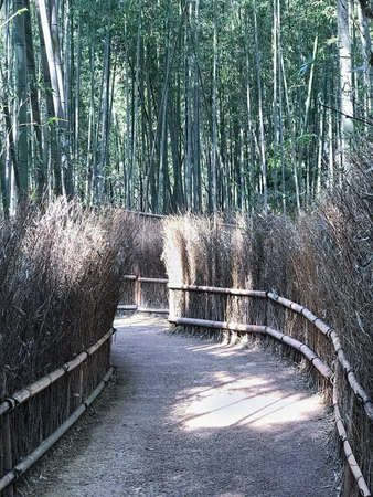 Empty curving footpath road lined with dried hay fence and high bamboo trees. Kyoto, Japanの写真素材