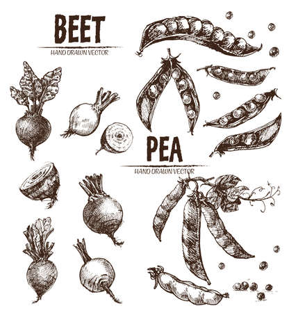 Digital vector detailed line art beet and pea vegetable hand drawn retro illustration collection set. Thin artistic pencil outline. Vintage ink flat style, engraved simple doodle sketchesのイラスト素材