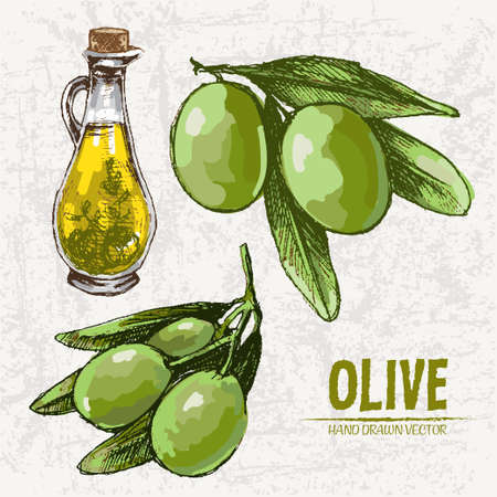 Digital color vector detailed line art fresh green olives on branches and oil pitcher hand drawn retro illustration set. Thin pencil outline. Vintage ink flat, engraved doodle sketches. Isolated のイラスト素材