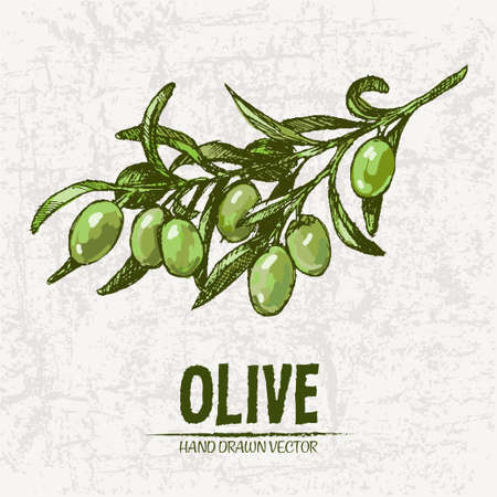 Digital color vector detailed line art fresh green olives on branches hand drawn retro illustration set. Thin pencil artistic outline. Vintage ink flat, engraved doodle sketches. Isolated のイラスト素材