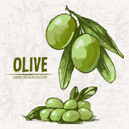 Digital color vector detailed line art fresh green olives on branches hand drawn retro illustration set. Thin pencil artistic outline. Vintage ink flat, engraved doodle sketches. Isolated のイラスト素材