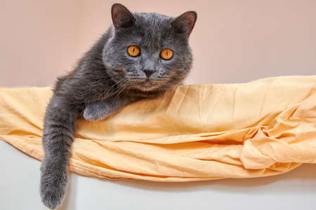 Cat with grey fur and orange eyes looking at the cameraの写真素材