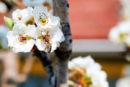 Blooming flowers on a fruit tree with a bee on it in Moldova