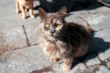 View of a street cat looking in the camera in Istanbul, Turkeyの写真素材
