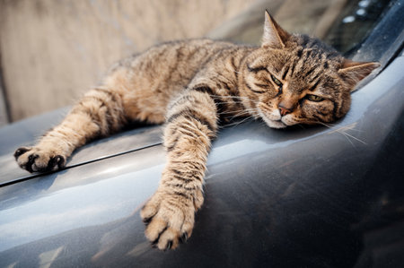 View of a street cat sleeping on a car in Istanbul, Turkeyの写真素材