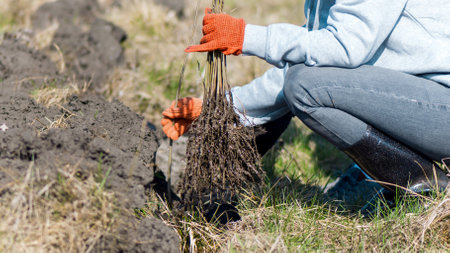 A volunteer in work gloves holding multiple tree saplings for planting in the natureの写真素材