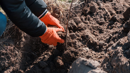 A volunteer in work gloves planting a tree sapling in the natureの写真素材