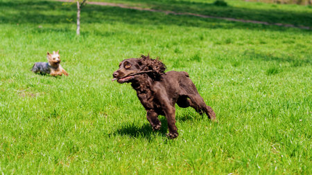 View of a german spaniel with brown fur running with a stick and Yorkshire terrier on the background in the natureの写真素材