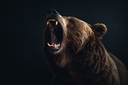 A brown bear with its mouth open on a black backgroundの素材