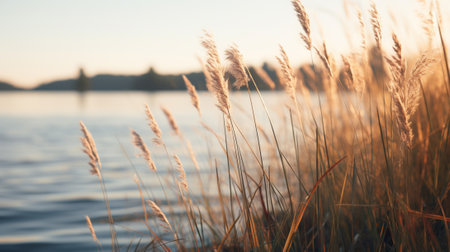 Tall grass on the shore of a lakeの素材