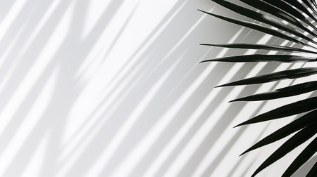 The shadow of a palm leaf on a white backgroundの素材