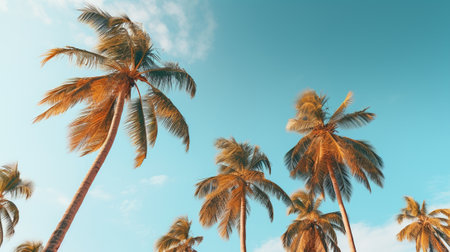 Palm trees against the background of a blue sky at sunsetの素材