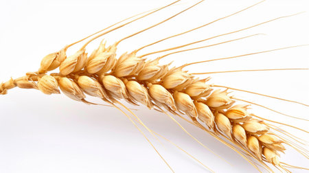 An ear of wheat on a white backgroundの素材