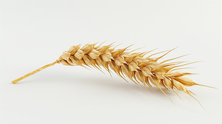 An ear of wheat on a white backgroundの素材